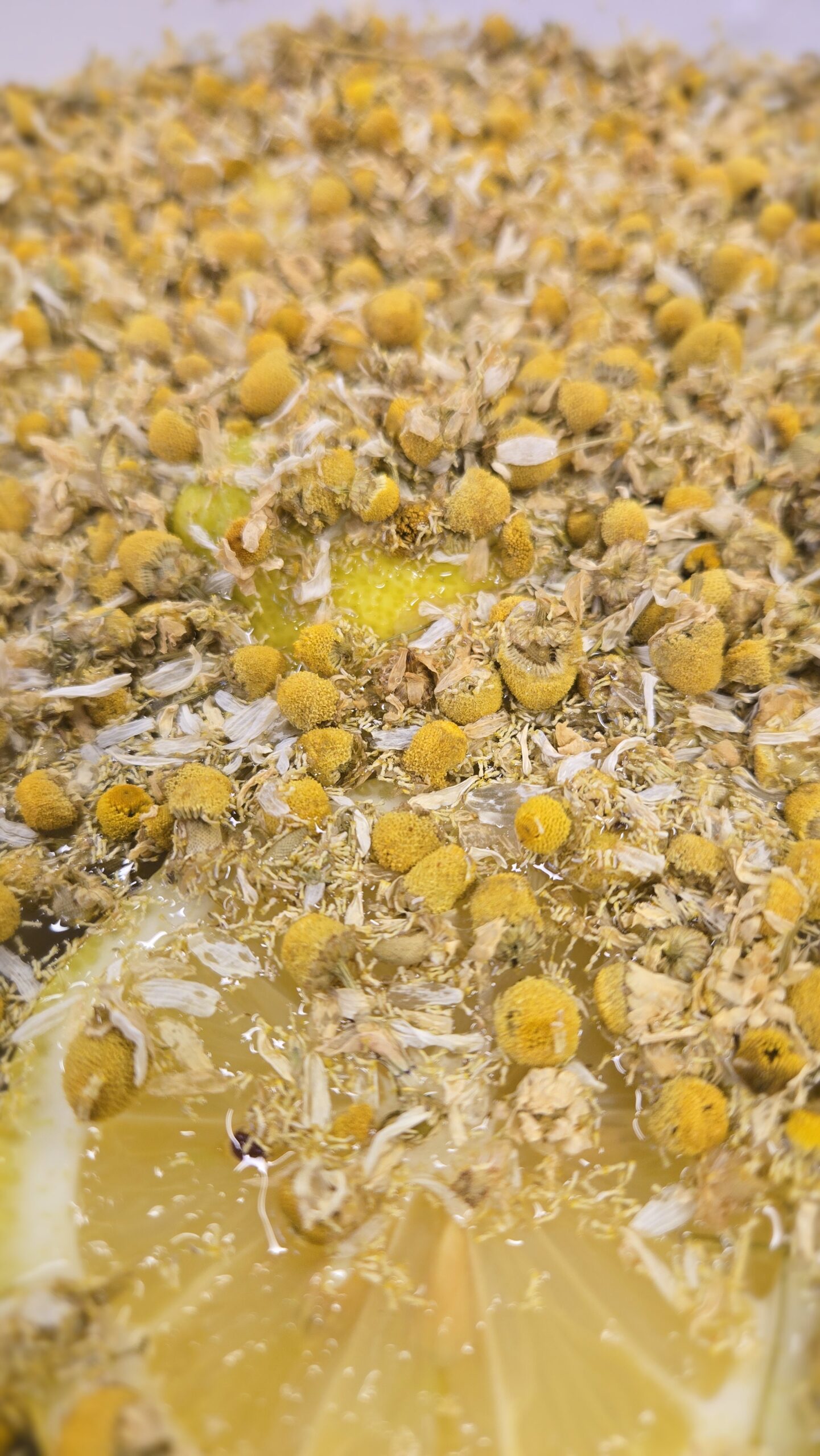 Kamillebloemetjes met citroen om waterkefir te maken