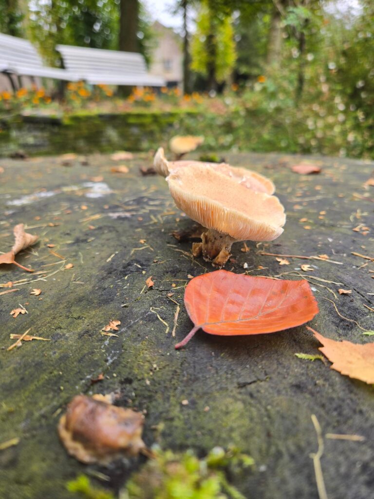 Paddenstoelen en bladeren in het bos in de herfst met twee bankjes op de achtergrond