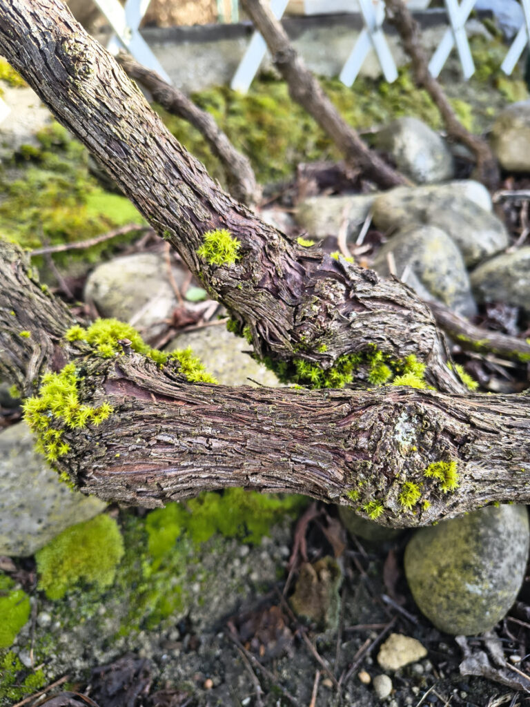 Een close-up van de stokken van Pinot Auxerrois met mos begroeid