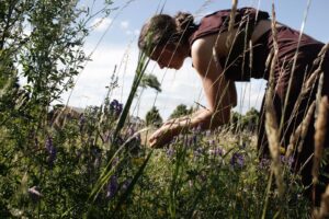 Wildplukgids Ruth Coene plukt wilde kruiden. Kikkerperspectief waarbij je tussen het gras en de kruiden zit.